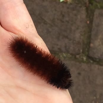 Cordelia Park - Woolley Bear Catepillar - Parks Near Me - Charlotte, North Carolina