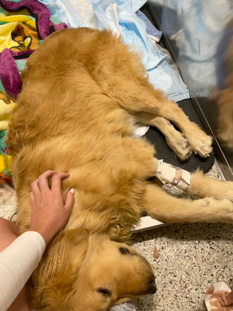 CANINE OBEDIENCE COLLEGE Updated August 2024 43 Photos & 10 Reviews