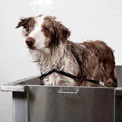 Wag n Tails Studio - Cutey!