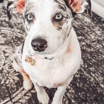 Cookies N Clean - After - Pet Groomers Near Me - Phoenix, Arizona Cookies N Clean - After - Pet Groomers Near Me - Phoenix, Arizona