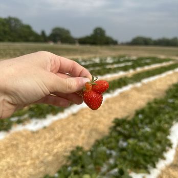 Beasley's Orchard - Strawberry - Farmers Market Near Me - Danville, Indiana