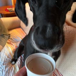 Thurston and Peters Sugar House - Frosty paws