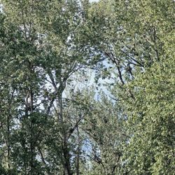 Black River Riparian Forest and Wetland - Gap with 11 nests visible (see photos with arrows). 4-30-2026
