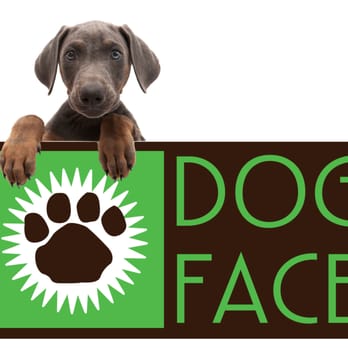 Dog Face - Dog Face! - Pet Training Near Me Dog Face - Dog Face! - Pet Training Near Me