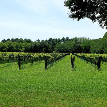 The Williamsburg Winery - One of several vineyards on the property - Hotels Near Me - Williamsburg, Virginia The Williamsburg Winery - One of several vineyards on the property - Hotels Near Me - Williamsburg, Virginia