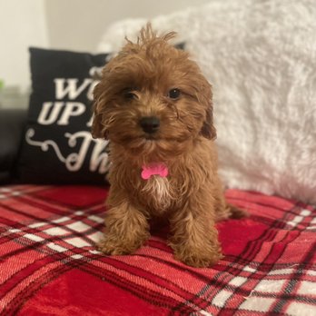 PUPPYS N LOVE - Updated December 2025 - Request Information