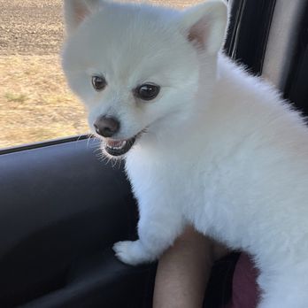 Paw Splash - Nothing makes me happier than my fluff blowing in the wind on a weekend car ride! - Pet Groomers Near Me - Prosper, Texas