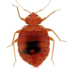 Pest Doctor - Photo