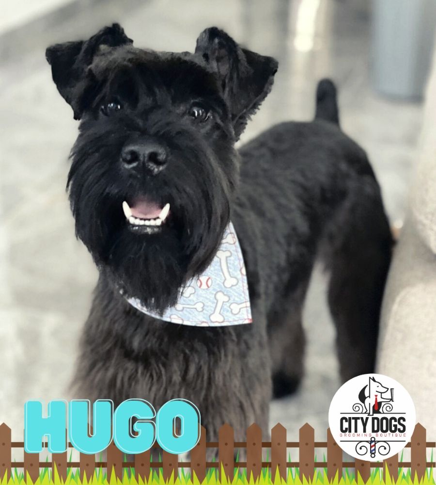 City Dogs Image