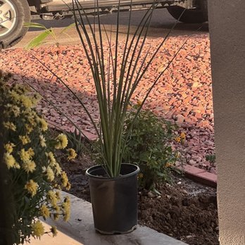 Eastside Discount Nursery - Little Giant! - Nurseries & Gardening Near Me - El Paso, Texas
