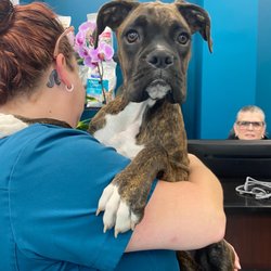 Pawsitive Wellness Veterinary Care - Lost puppy.