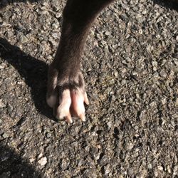 Co Op - Special edition dog feet xoxo