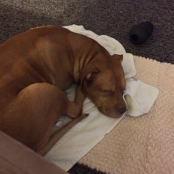 The Dogmother - Romeo after coming home from doggie day care!! - Pet Training Near Me - Peabody, Massachusetts The Dogmother - Romeo after coming home from doggie day care!! - Pet Training Near Me - Peabody, Massachusetts