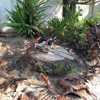 Urban Tree Care - Cut down. - Tree Services Near Me Urban Tree Care - Cut down. - Tree Services Near Me