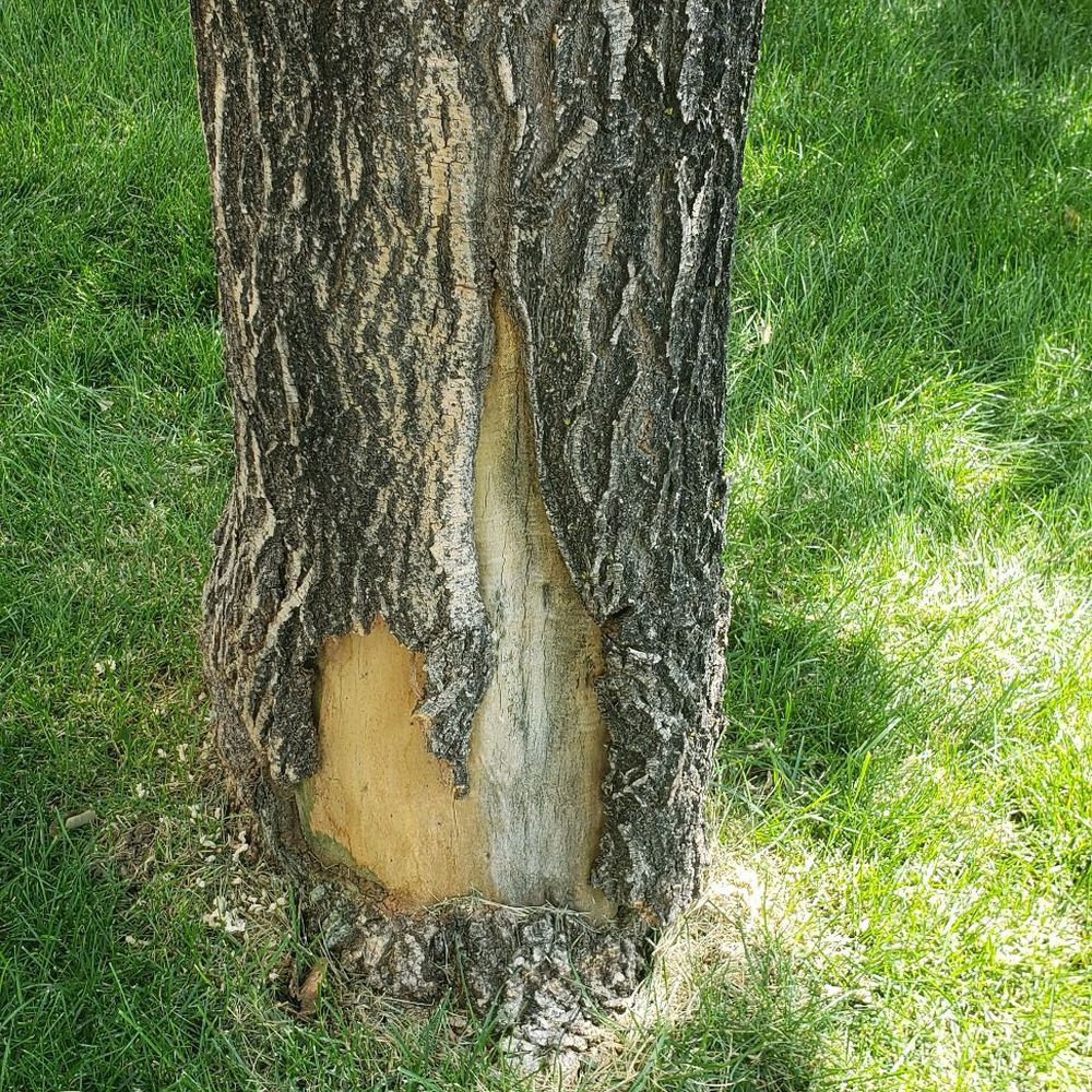 Colorado Premier Tree Care - Putting EAB treatment in my Ash Tree and this is how I found it after they left. - Tree Services Near Me Colorado Premier Tree Care - Putting EAB treatment in my Ash Tree and this is how I found it after they left. - Tree Services Near Me