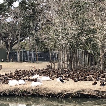 Audubon Zoo - Ducks - Aquariums Near Me - New Orleans, Louisiana