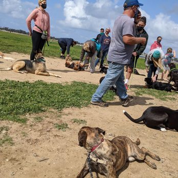 American Canine Training - Pet Training Near Me