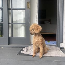 VIP Mobile Dog Grooming - AFTER