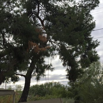 Reasonable Tree Service - Removed this giant tree! Tight space tree took down! - Tree Services Near Me Reasonable Tree Service - Removed this giant tree! Tight space tree took down! - Tree Services Near Me