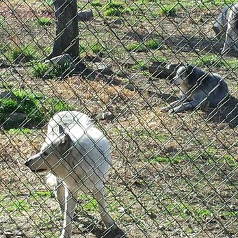 Wolf Hollow - "It's better to be a wolf for a day than a sheep all your life."  Just sayin'. - Community Service/Non-Profit Near Me - Ipswich, Massachusetts