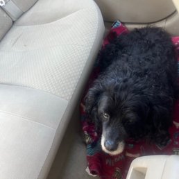 My dog when we were dropping him off :( My dog when we were dropping him off :(