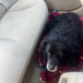 Denver Animal Protection - My dog when we were dropping him off :( - Veterinarians Near Me - Denver, Colorado Denver Animal Protection - My dog when we were dropping him off :( - Veterinarians Near Me - Denver, Colorado
