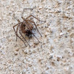 Smart Pest Control - Spider removal available