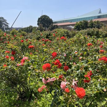 Exposition Park Rose Garden - Pink and red roses - Botanical Gardens Near Me - Los Angeles, California