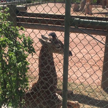 Denver Zoo - Dobe - Zoos Near Me - Denver, Colorado