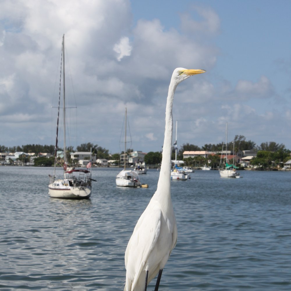 Bradenton Beach City Pier - Great Egret. - Boating Near Me - Bradenton Beach, Florida Bradenton Beach City Pier - Great Egret. - Boating Near Me - Bradenton Beach, Florida