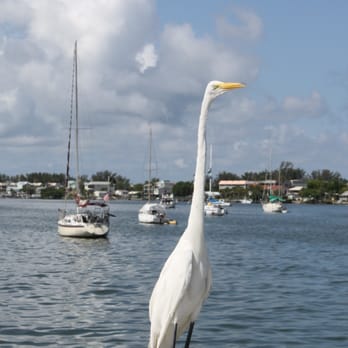 Bradenton Beach City Pier - Great Egret. - Boating Near Me - Bradenton Beach, Florida