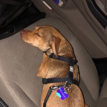 Doggie's Wonderland - Peanut on the way home from daycare - Pet Sitting Near Me - Plano, Texas