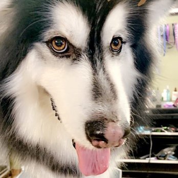 Paw Spa - Pet Groomers Near Me - Grass Valley, California