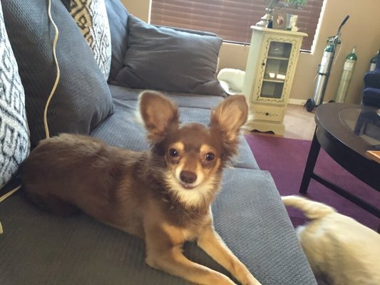 Suzy's Doggie Delights, LLC