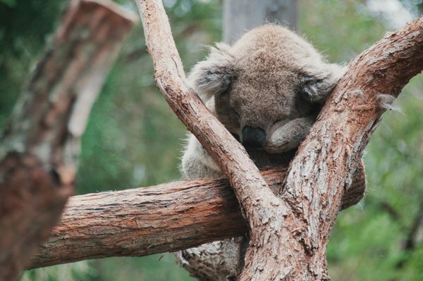 Healesville Sanctuary (Zoos Victoria) by null