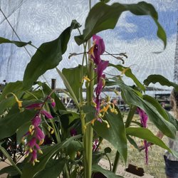Hawaii State Farm Fair - Plant sale