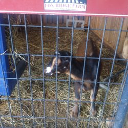 Ashley Ridge High School - Baby goat!