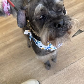 LeDog Barber - Pet Groomers Near Me - San Diego, California