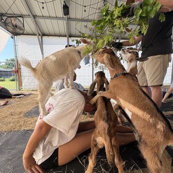 Wildflower Farm Orlando - I guess they loved me. - Farms Near Me - Orlando, Florida