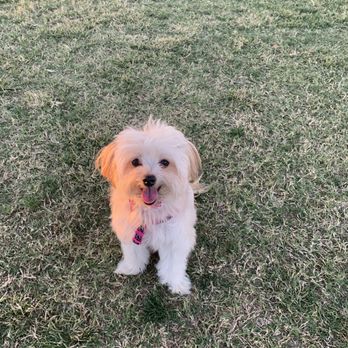 Redhawk Dog Park - Dog Parks Near Me
