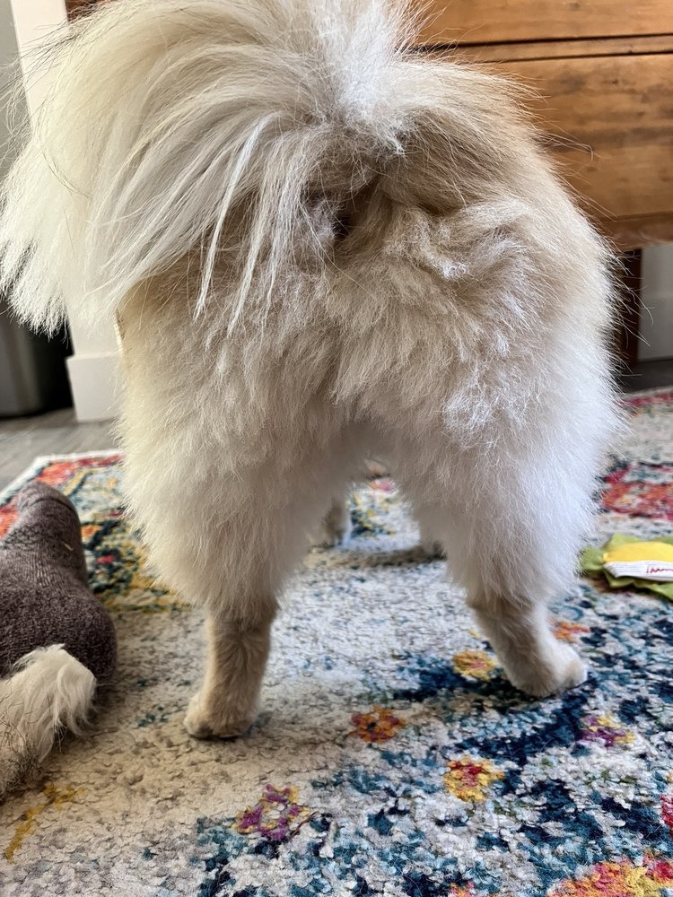 Praise the Paw Dog Grooming