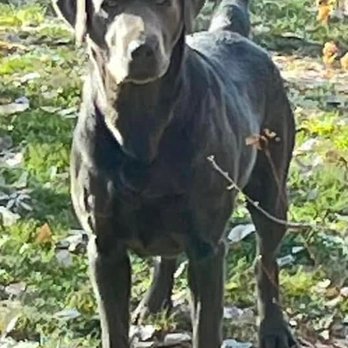 Wind River Labradors - Trinity one of my beautiful mamas - Pet Breeders Near Me - Worland, Wyoming