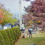 Snohomish Tree Company