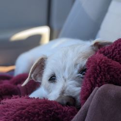 Kreature Komforts Pet Sitting - Tyler