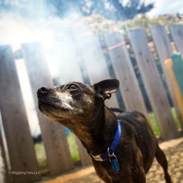 Pugsley enjoying a mist shower last summer. Michael and Martha always set up fun activities for the boys when they stay with them!