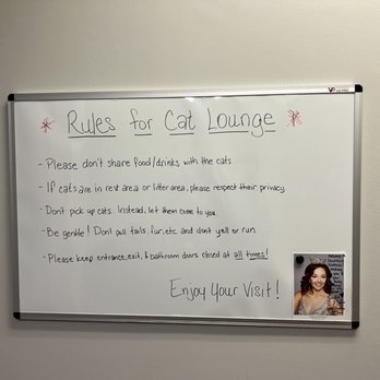 Cool Beans Cat Cafe - rules for cat lounge - Themed Cafes Near Me - Gastonia, North Carolina