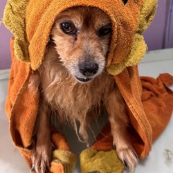Paws & Claws Pet Spa - Boo Bear getting dried off after his bath, in Kristie's cutest ever costume towel!!!