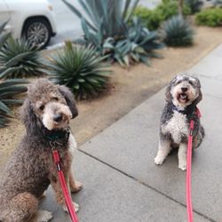 Colee's Pet Care - Rumi and Ro