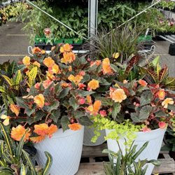 Beautiful Begonia Patio Pots!