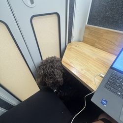 WeWork - Palo Alto - Dog friendly